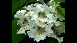 Growing Catalpa speciosa from the seed to the tree at home [upl. by Verile]