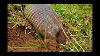 Armadillo saliendo madriguera [upl. by Isador949]