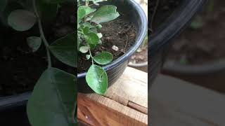 Bonsai Jeruk nipis Citrus aurantifolia bonsai jeruknipis nature unik fypシ゚viral citrus [upl. by Ottavia]