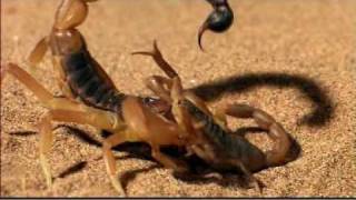 Discovery Channel Animals  scorpion vs Scorpion BBCmpg [upl. by Sherlocke]