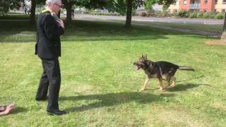 A mans best friend Retired police dog Finn shows off his playful side with handler PC Dave Wardell [upl. by Leanahtan]