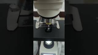 Exploring Precision Trinocular Microscope ECO128 Review amp Specifications viral shorts [upl. by Datnow780]