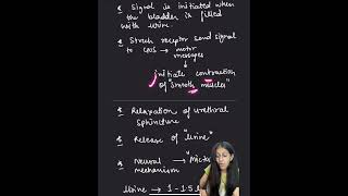 MICTURITION REFLEX excretorysystem biology ncert class11 [upl. by Mixie897]