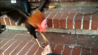 CRAZY FIGHTING ROOSTER attacks my foot [upl. by Keel]