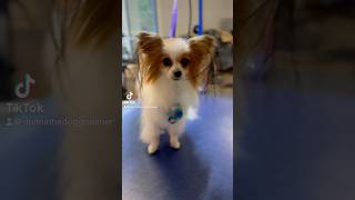 FinleyPapillon🦋tidy upSubscribe for grooming vids donnathedoggroomer papillon [upl. by Mcarthur]