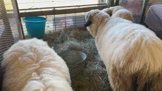 New York Sheep and Wool Valais Blacknose [upl. by Eigram]