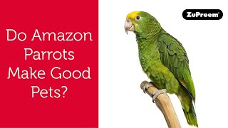 Amazon Parrots  Care amp Breeding  Part 1 Full [upl. by Gardia]