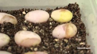 Candling Bearded Dragon Eggs Week 1 [upl. by Ainek]