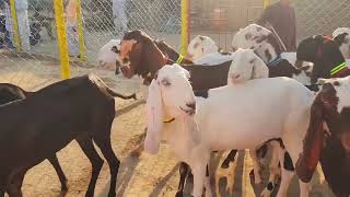 animals 😱 goatfarmingkarnekatarika goat [upl. by Chrisoula]