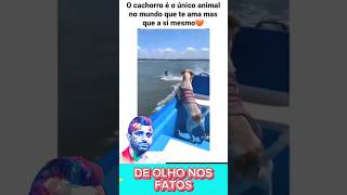 O CACHORRO SEMPRE SERÁ O MELHOR AMIGO DO HOMEM [upl. by Levitan564]