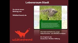 Wildtiere im Lebensraum Stadt [upl. by Jess673]