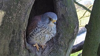 Kestrels Brave it Out After Several Brutal Raids on their Nest  Mr amp Mrs Kes  Robert E Fuller [upl. by Severson]