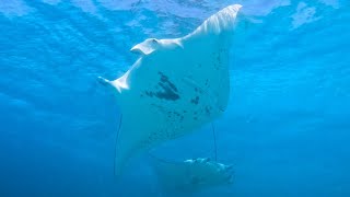 Manta Ray Diving Tikehau  26 Septembre [upl. by Florida]