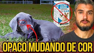 CACHORRO COM OLHO CINZA UMA PELE NA FRENTE PRINCIPAIS DOENÃ‡AS NO OLHO DO CÃƒO COMO TRATAR EM CASA [upl. by Tik]