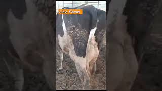 AbA Farms subscribe cow dairy milk cowlover animals agriculture farming shorts short [upl. by Yelyah]