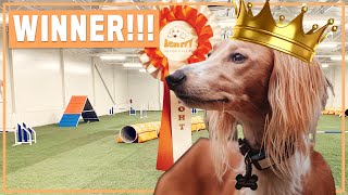 SALUKI wins his first AGILITY AWARD [upl. by Swithbart]