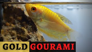 A Touch of Gold The Allure of Gold Gouramis Trichopodus trichopterus [upl. by Armalda890]