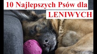 10 Najlepszych PSÓW dla LENIWYCH [upl. by Lewes105]