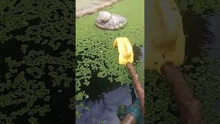 Azolla farming in kenya [upl. by Yolane]