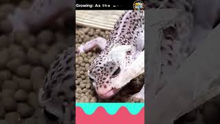 Watch Leopard Gecko Shedding Its Skin 🦎✨ leopardgecko [upl. by Rona]