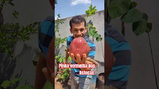 Pinha vermelha dos Astecas annona reticulata fruit viralvideo [upl. by Christoper]