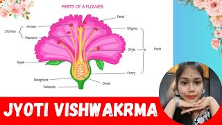 PARTS OF A FLOWER 🌸 NAME  Jyoti Vishwakrma  shreemanakcoachingclasses [upl. by Flossie]