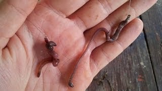 How to hook worms Fishing with live bait How to Fish channel [upl. by Airolg]