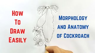 How to draw Alimentary Canal of Cockroach in easy steps  ncert class 11  CBSE Biology [upl. by Philipines]