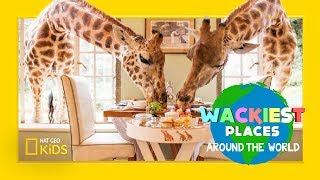 Epic Giraffe Feeding  Wackiest Places Around the World [upl. by Chiarra]