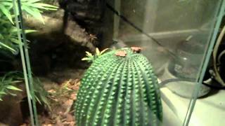 Fan footed gecko Requested video [upl. by Lemmy]