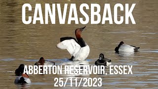 Canvasback Abberton Reservoir Essex 25112023 [upl. by Loredo141]