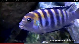 Cynotilapia Afra Cobue Cichlid Male  Orange Back Dwarf african cichlid showing nice colors [upl. by Llennahs]