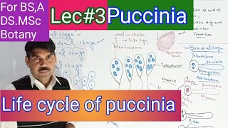 Life cycle of puccinia [upl. by Rovelli]