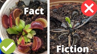 5 Venus Fly Trap Care Myths You Must Avoid at All Costs [upl. by Stock437]