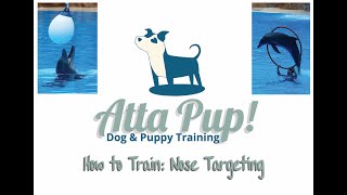 How to Teach Your Dog a Dolphin Trick Nose Targeting [upl. by Eornom]