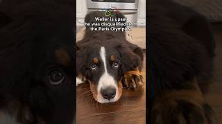 My Dog Was DISQUALIFIED From the Paris Olympics 🤯 bernesemountaindog olympics paris2024 [upl. by Bricker]