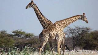 Giraffes fighting in Namibia Africa [upl. by Amaras258]