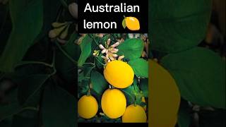 we Propagates a Australian lemon at home garden new [upl. by Ednyl]