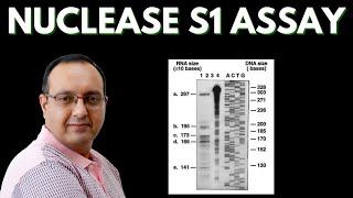 S1 Nuclease Assay  Transcriptome Analysis [upl. by Aiyram]