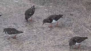 Ruddy Turnstone Arenaria interpres bird in Paignton Devon [upl. by Romilda765]