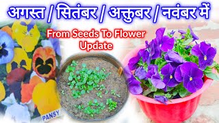 Pansy Flower Seeds How To Grow  Pansy Seeds Germination [upl. by Justus]