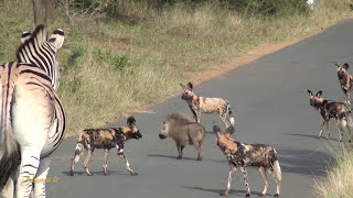 Wild Dogs Tear Hare in Half [upl. by Sinnal]