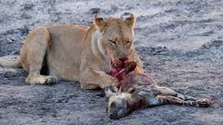 Brutal fight lion kill hyena will shock you [upl. by Aehtorod963]