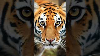 Bengal Tiger Chronicles Roaring Insights [upl. by Larsen60]