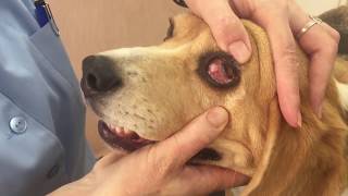 08 Exposing a dogs 3rd eyelid [upl. by Reese]