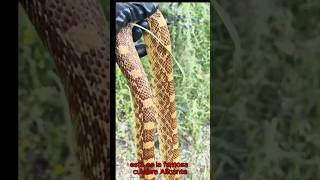 la culebra alicante serpiente wildlife nature [upl. by Kellby]