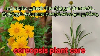 Coreopsis plant care tamil சுலபமாக வளர்க்கக்கூடிய பூச்செடி🌼calliopsistickseed flowering plant care [upl. by Lyreb138]