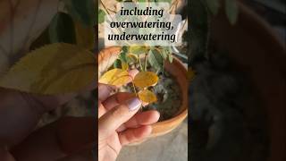 Reason of yellow leaves on plants gardentips rosecaretips gardeninghack shorts [upl. by Ydnyc]