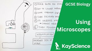 How To Use Microscopes  GCSE Biology  kaysciencecom [upl. by Eivad]