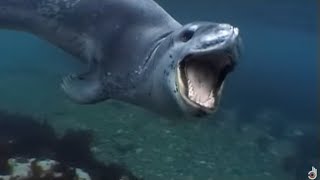 Leopard Seals Lords of the Ice  Documentary [upl. by Romeu]